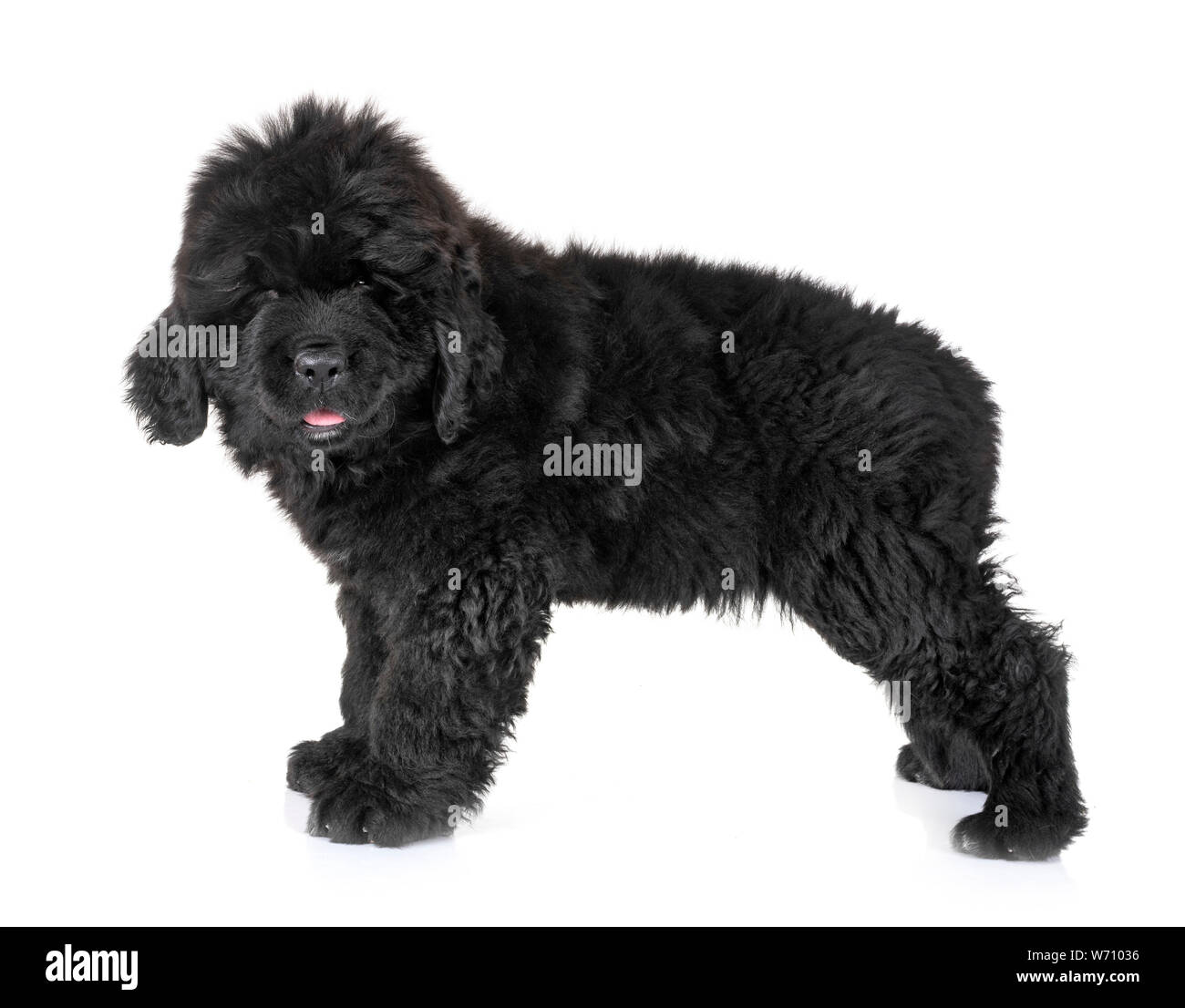 Cucciolo di cane di Terranova di fronte a uno sfondo bianco Foto Stock