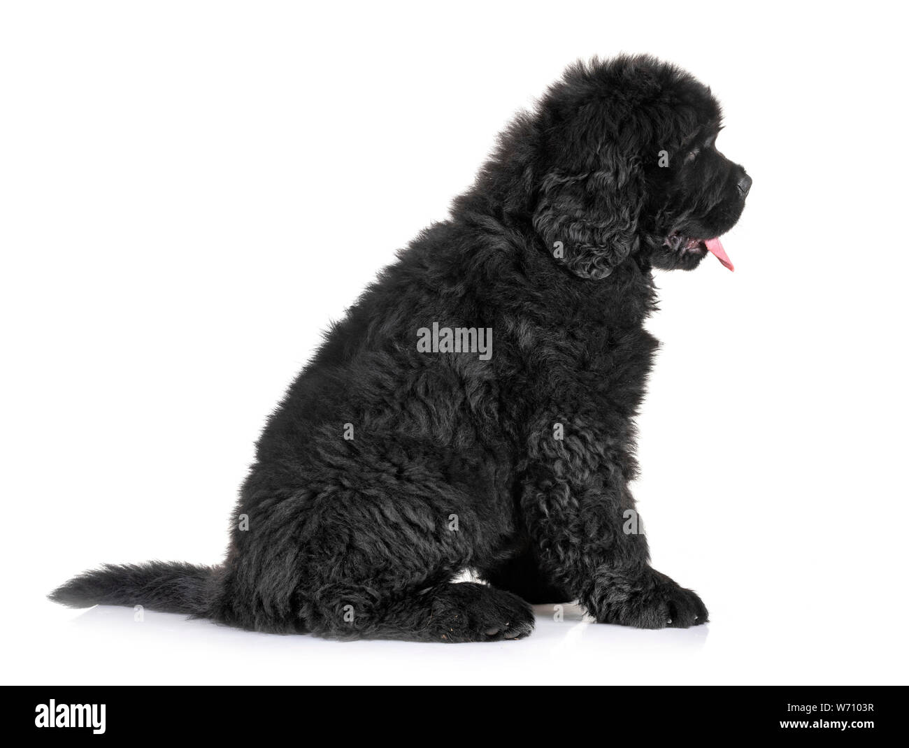 Cucciolo di cane di Terranova di fronte a uno sfondo bianco Foto Stock