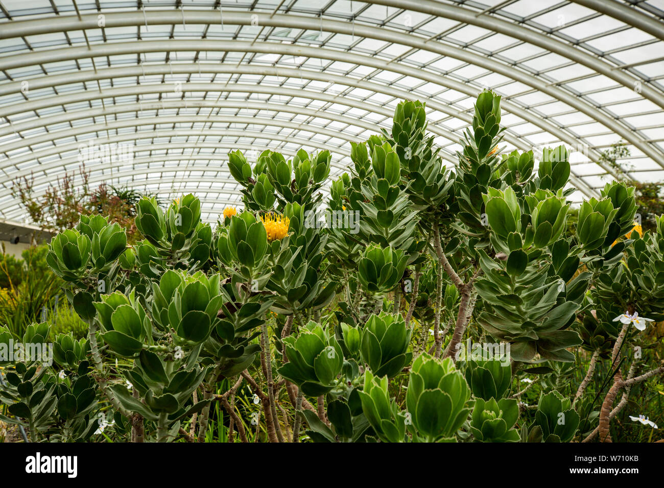 Regno Unito, Galles Carmarthenshire, Llanarthney, National Botanic Garden of Wales, il più grande del mondo non supportato interno serra, Sud Africa zona p di colore giallo Foto Stock