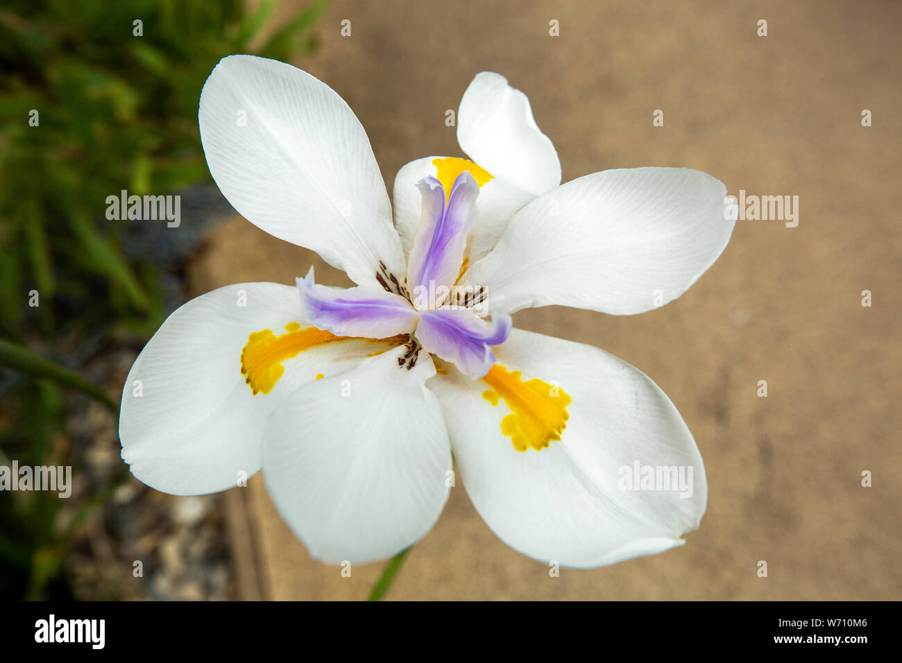 Regno Unito, Galles Carmarthenshire, Llanarthney, National Botanic Garden of Wales, African Iris Dietes fiore Foto Stock