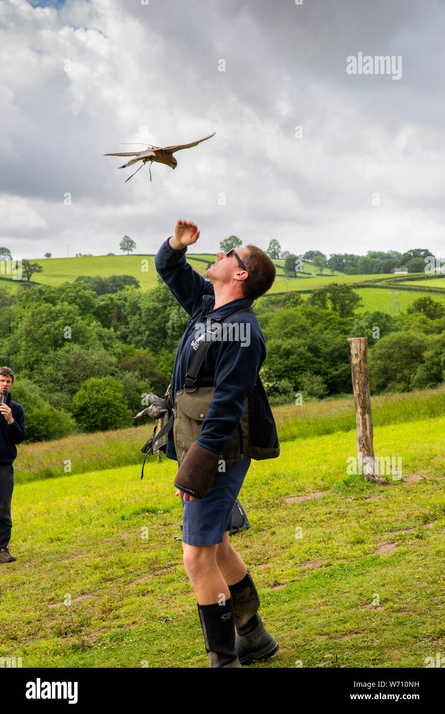 Regno Unito, Galles Carmarthenshire, Llanarthney, National Botanic Garden of Wales, British rapace centro, display volanti, comune Gheppio Falco tinnuncul Foto Stock