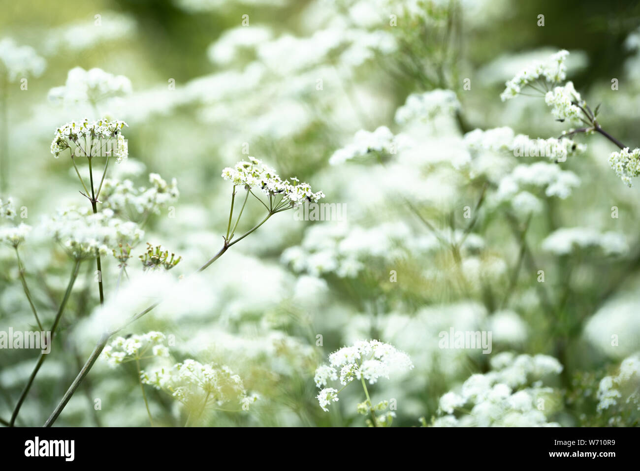 Fiori selvatici bianchi. Foto Stock