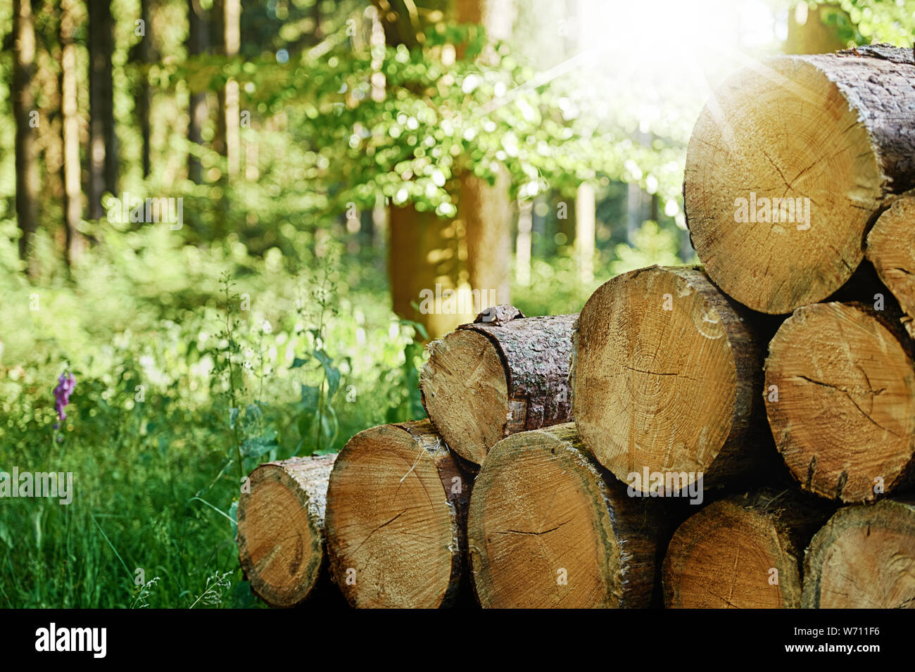 Tronchi di alberi tagliati e accatastati nel bosco con raggi solari in background Foto Stock