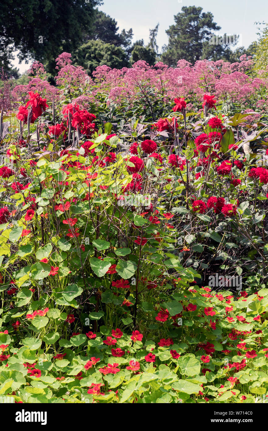 Fiore inglese boarder con un tema rosso. Foto Stock