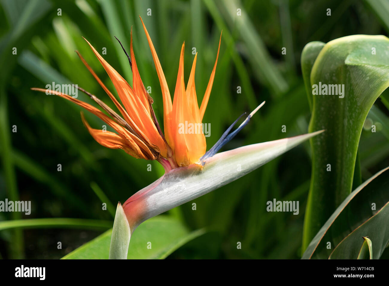 Strelitzia Reginae fiore. (Uccello del paradiso fiore) Foto Stock