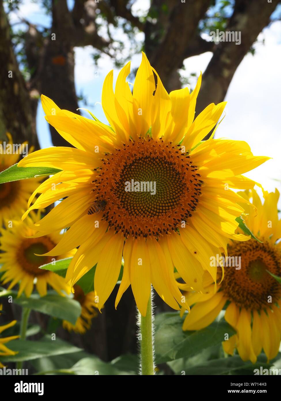 Api attratti da girasoli!!! Foto Stock
