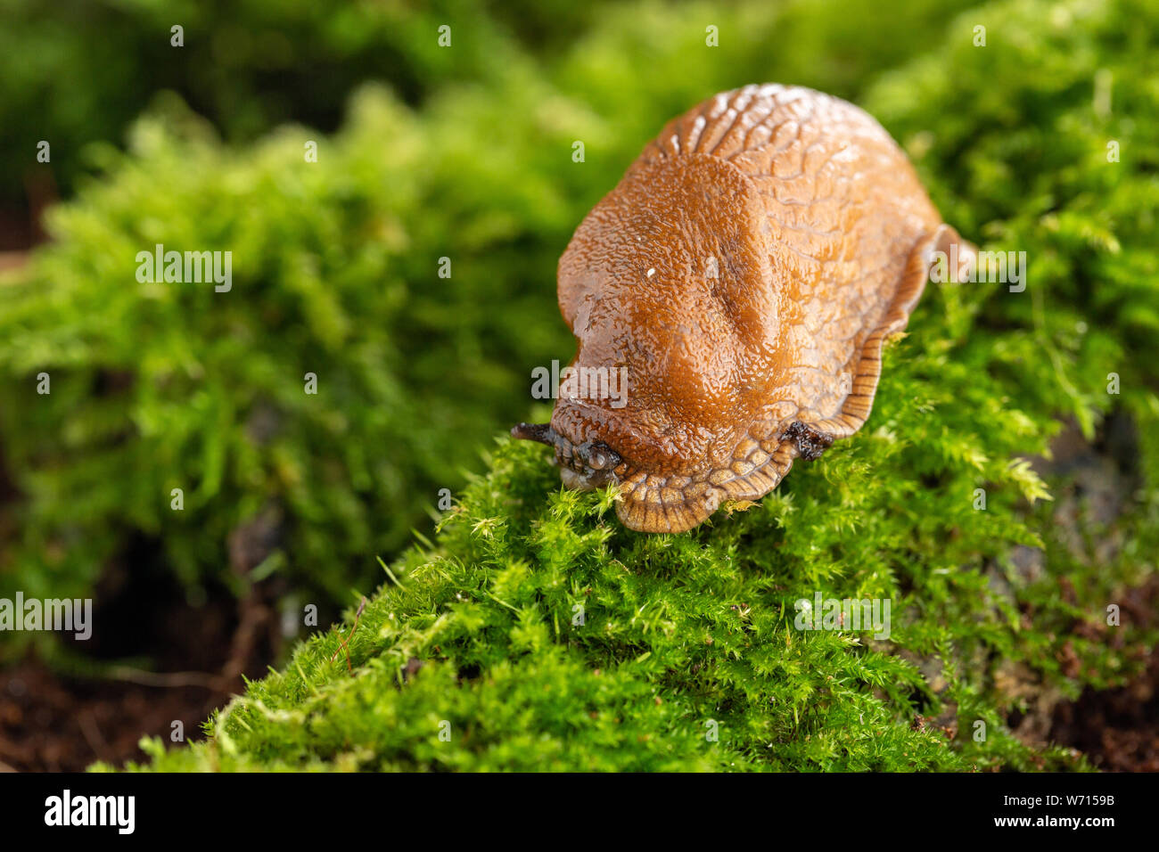 Adulto grande rosso slug strisciare su ramo muschio Foto Stock
