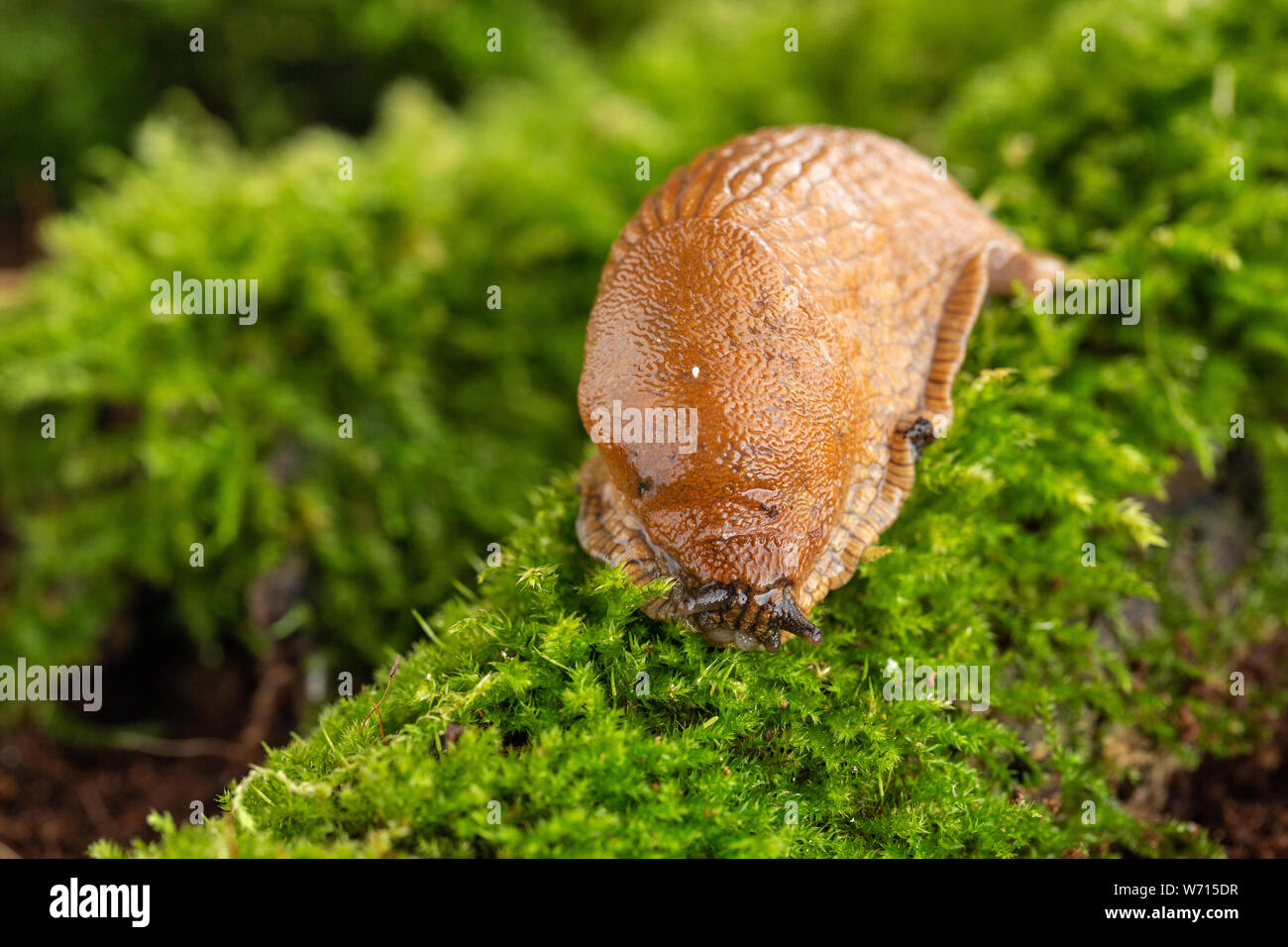 Adulto grande rosso slug strisciare su ramo muschio Foto Stock