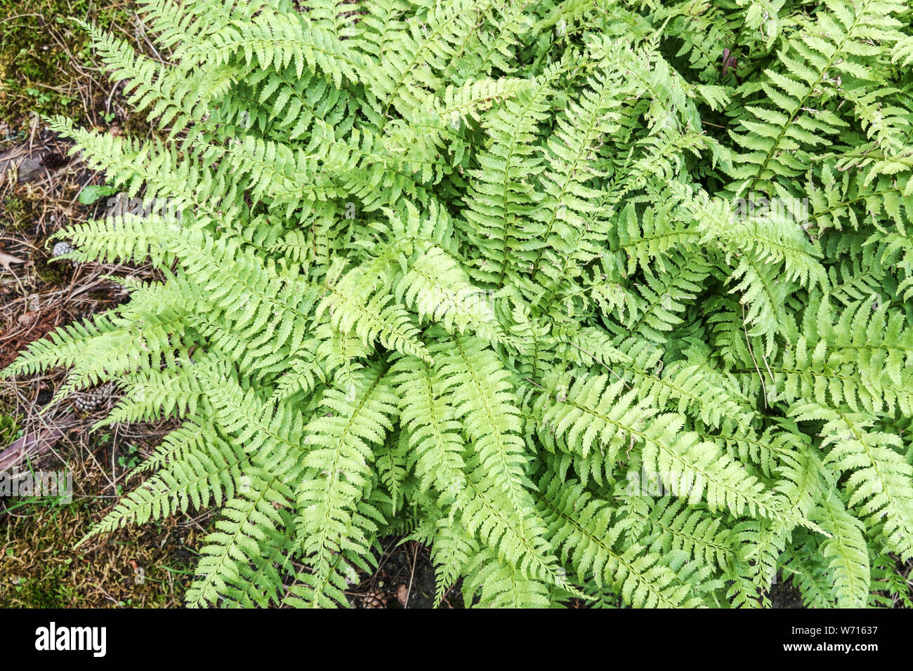 Holly Fern, Polystichum tripteron, lascia in giardino Foto Stock