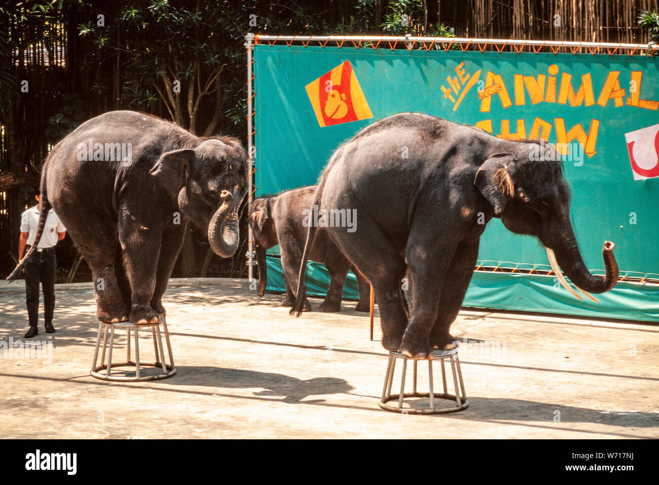 Giovani elefanti eseguendo in Singapore Foto Stock