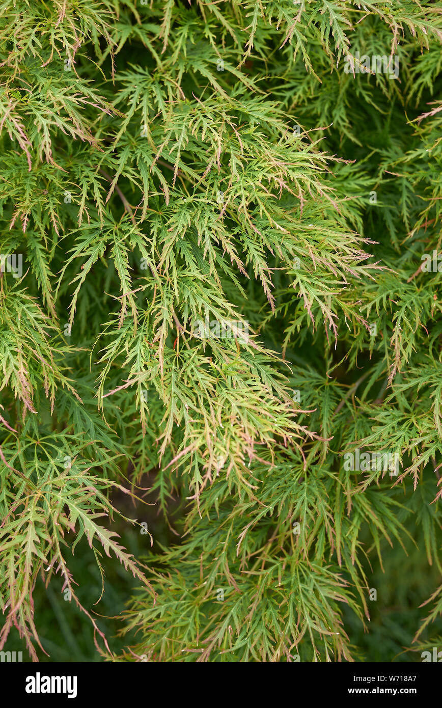 Acer palmatum fogliame testurizzata Foto Stock