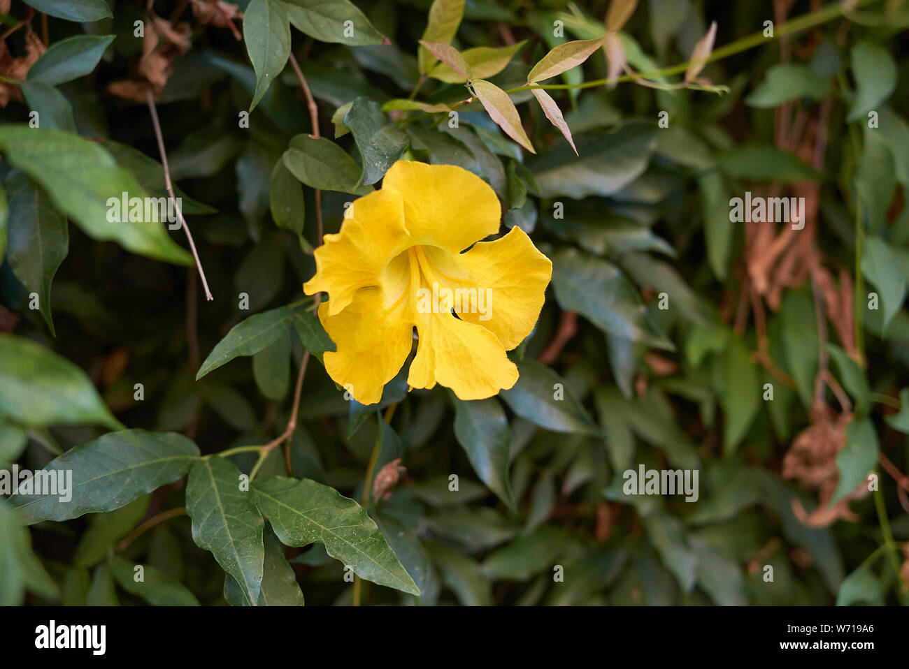 Fiore giallo di Dolichandra unguis-cati scalatore vine close up Foto Stock