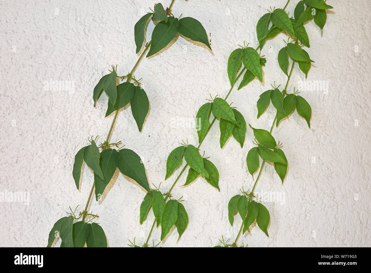 Unguis Dolichandra-cati scalatore vine close up Foto Stock