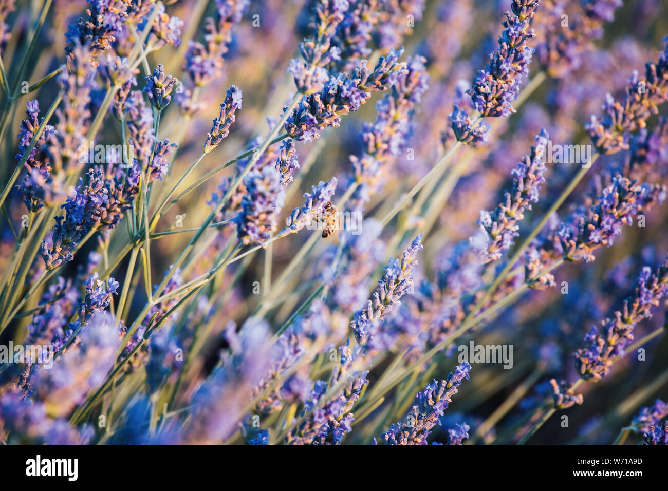 Lavanda fiori close up con bee, Provenza, Francia Foto Stock