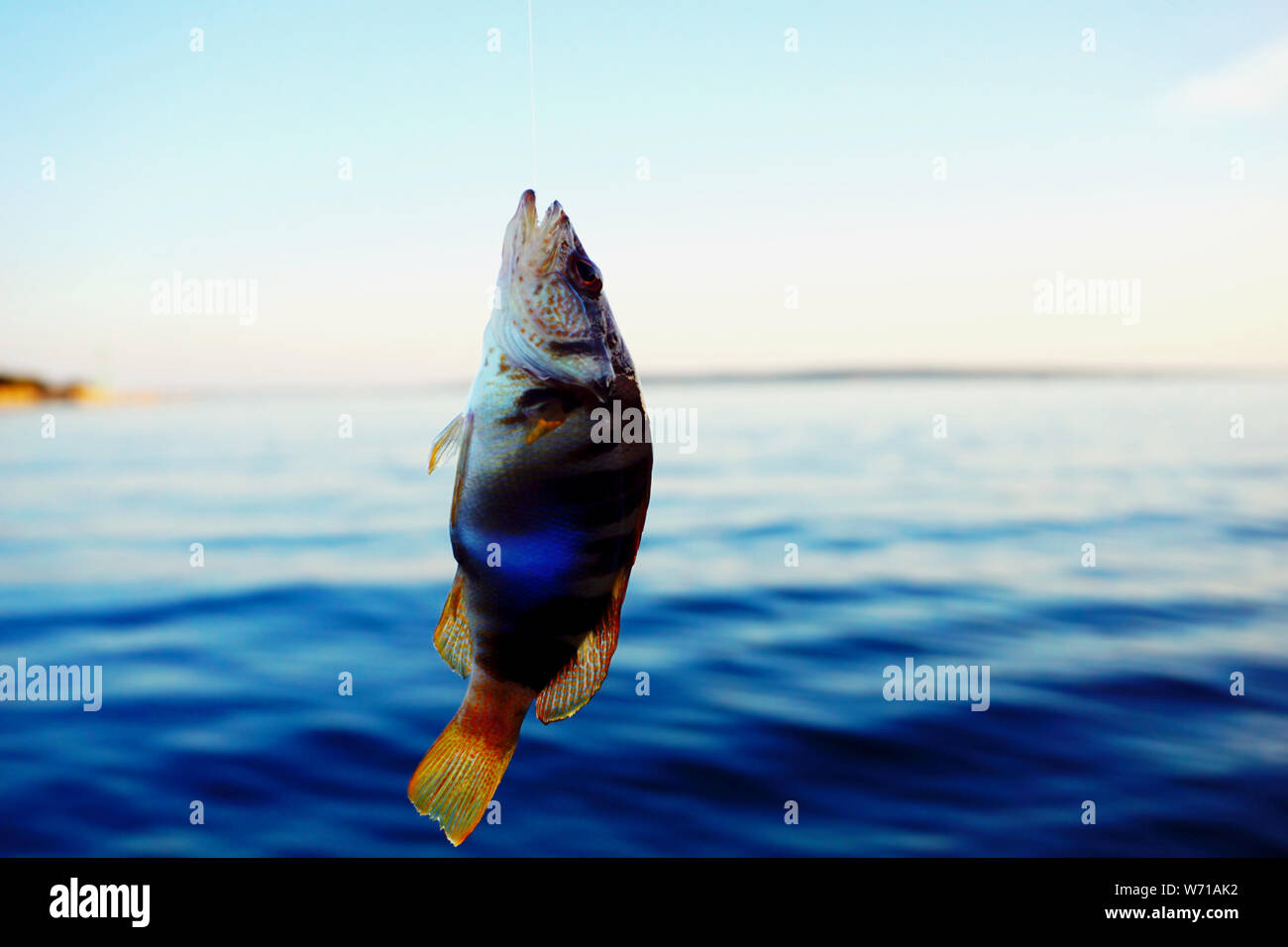 Piccolo e colorati pesci di mare Serranus scriba catturati e appeso sulla lenza da pesca al di sopra della superficie del mare nel litorale croato isola di Pag Foto Stock