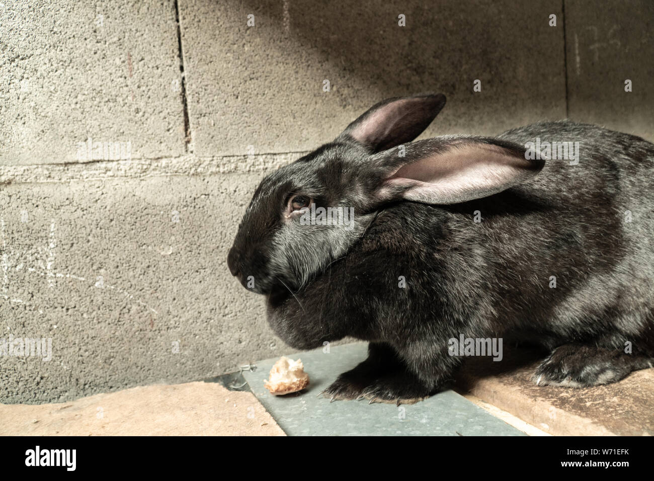 Coniglietto nero o coniglio. Simpatici animali di fattoria Foto Stock