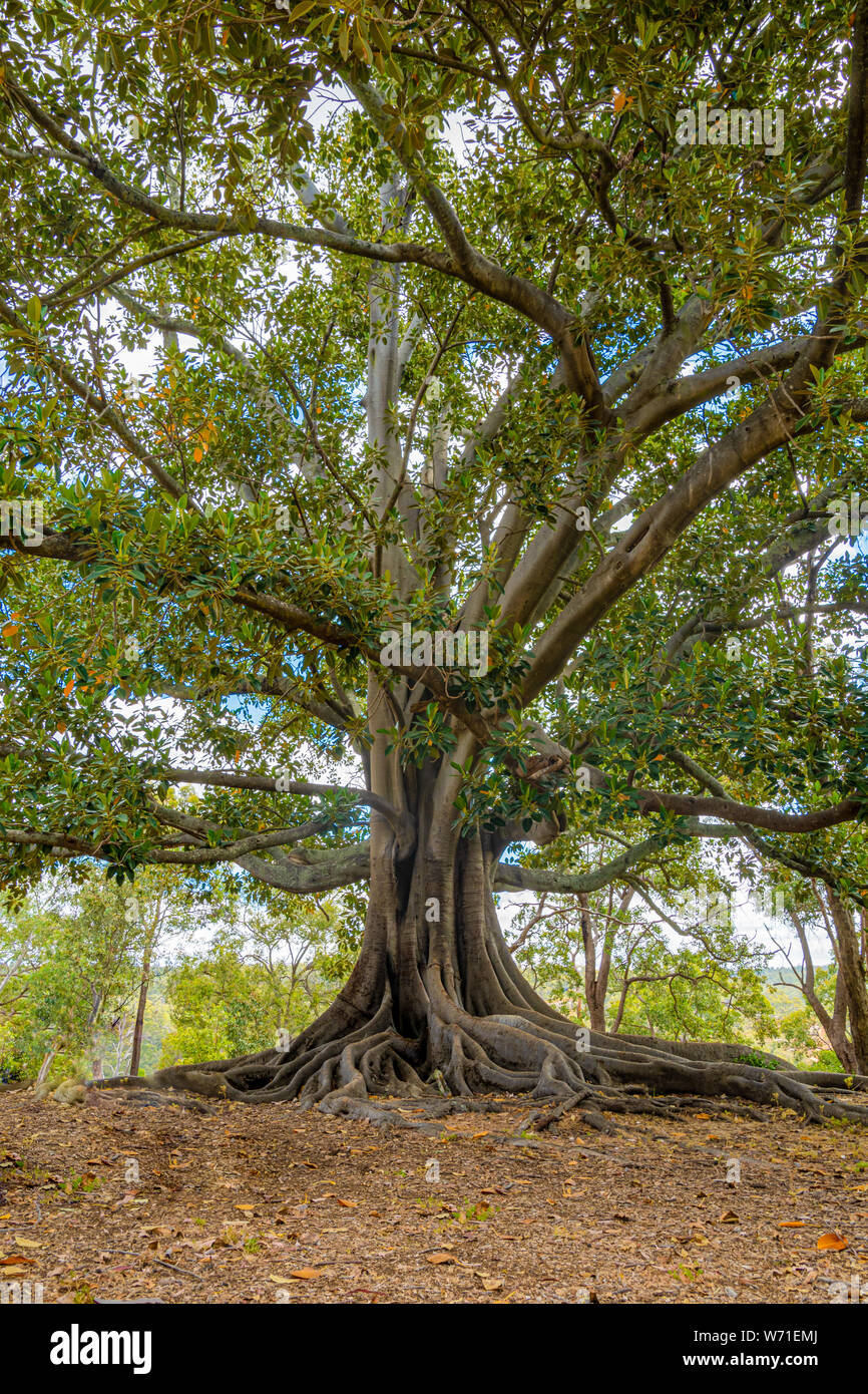 Enorme e vecchio albero di gomma nella parte occidentale dell'Australia Foto Stock