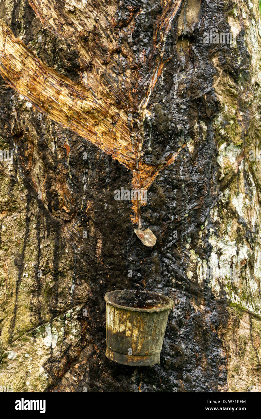 Toccando sap lattice di gomma dalla struttura in gomma Foto Stock