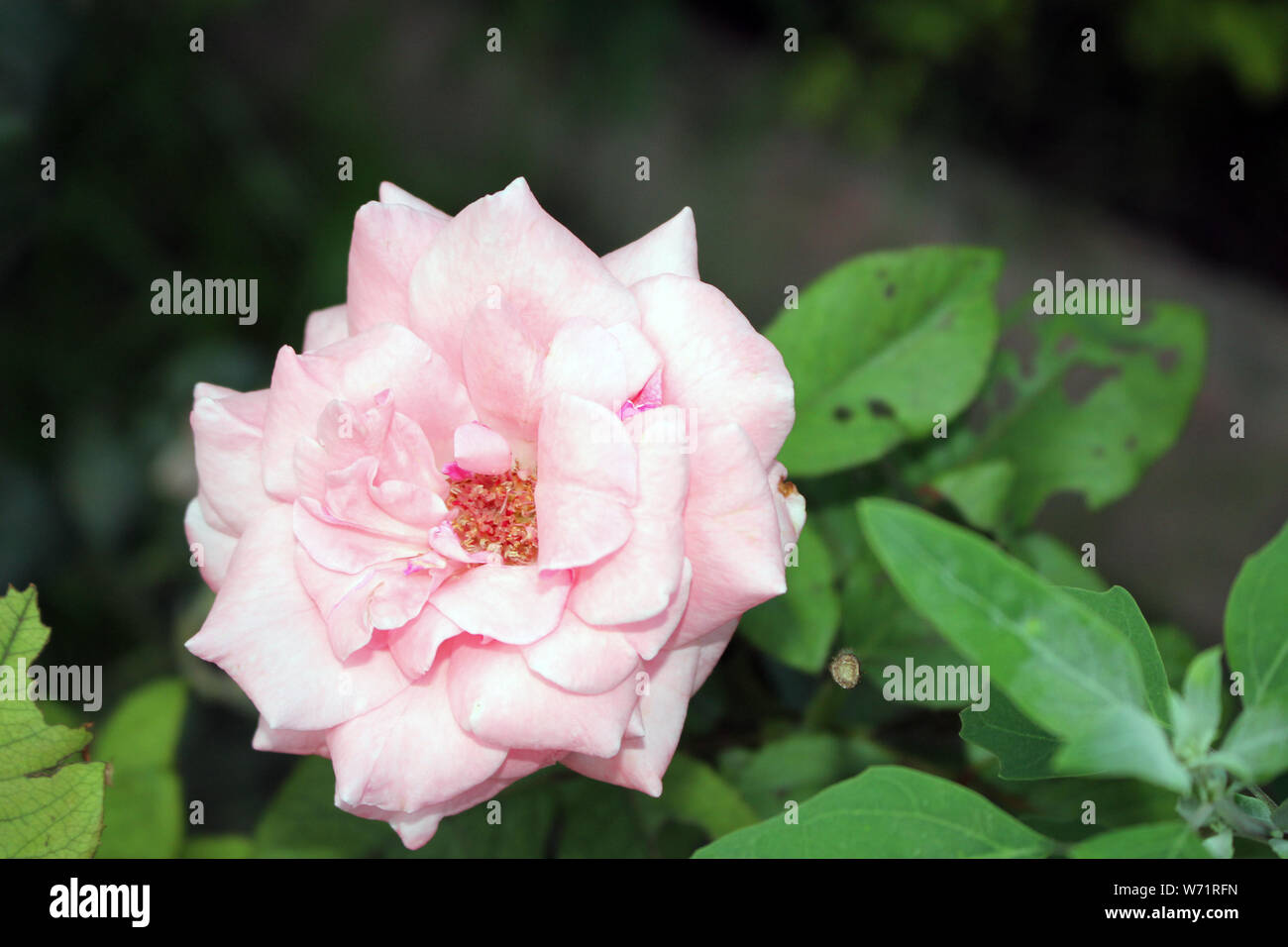 Rosa rosa pieno fiore luce unica fotografia violaciocca fotografia Foto Stock