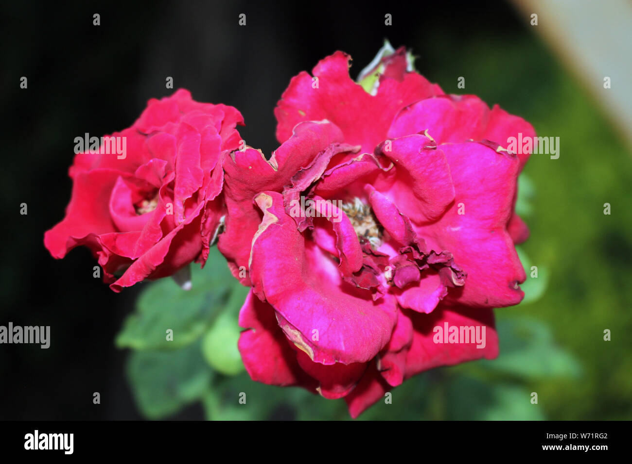 Red Rose pieno fiore luce unica fotografia violaciocca fotografia Foto Stock