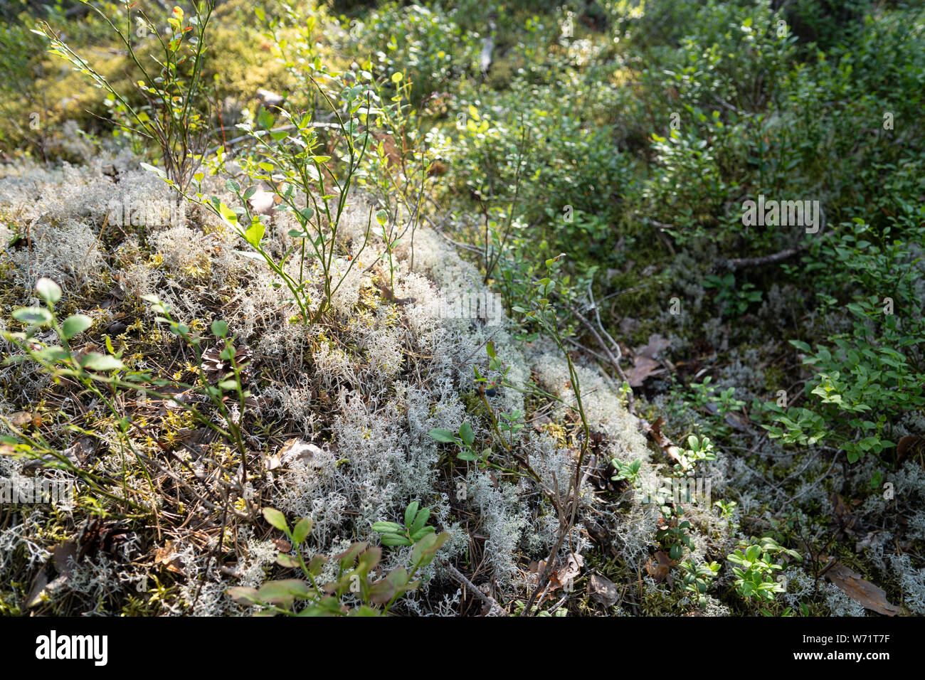 Licheni delle renne in una foresta in Svezia Foto Stock