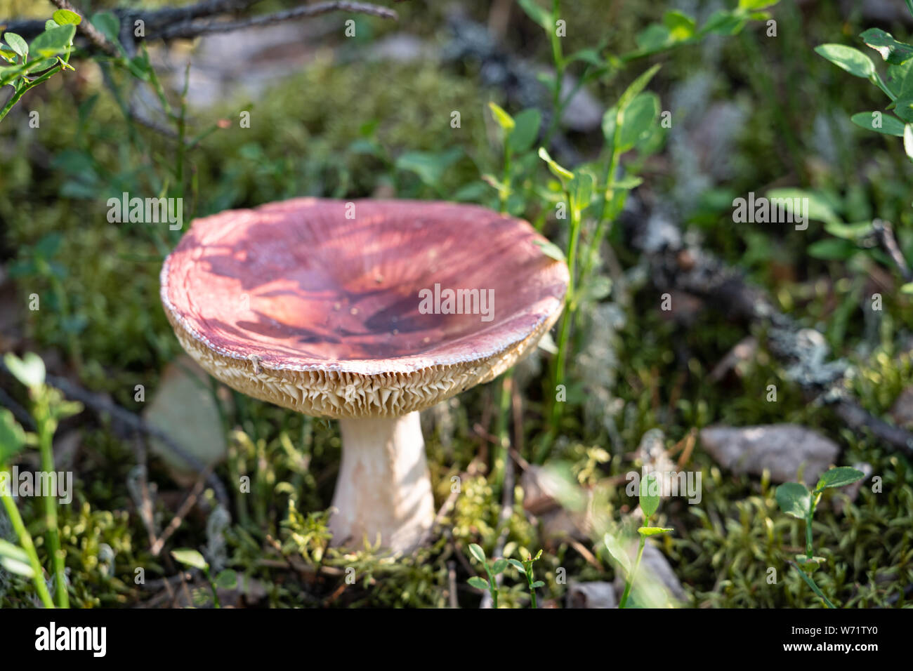 Russula queletii fungo / mushroom / toadstool, in una foresta di abeti rossi in Svezia Foto Stock