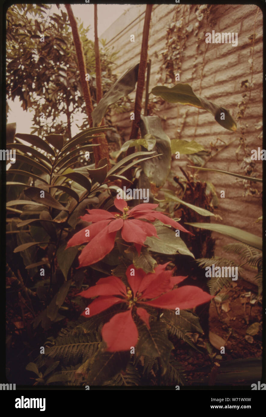 Un polietilene gonfiata serra serve come entrata all'ufficio presso la University of Arizona Environmental Research Laboratory di Tucson. Gli ospiti passano attraverso una porta doppia AIRLOCK e visualizzare questa lussureggiante giardino tropicale prima di entrare il principale edificio per uffici Foto Stock