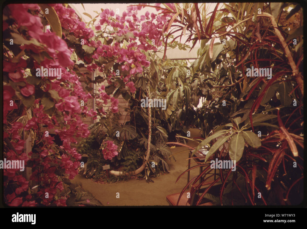 Un polietilene gonfiata serra serve da ingresso per l'ufficio dell'Università di Arizona Environmental Research Laboratory di Tucson. Gli ospiti passano attraverso una porta doppia AIRLOCK e visualizzare questa lussureggiante giardino tropicale prima di entrare il principale edificio per uffici Foto Stock