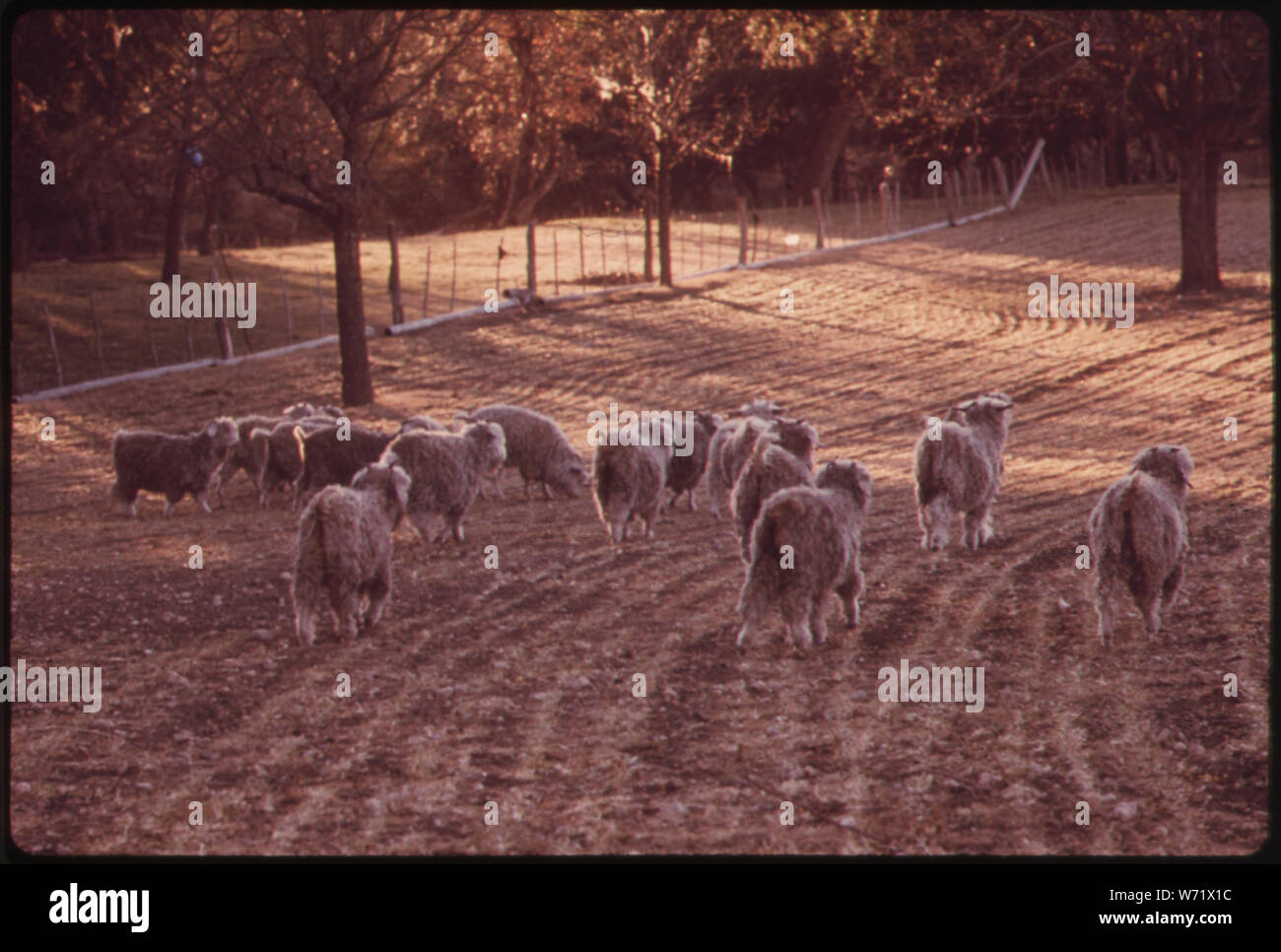 ANGORA capre pascolano in una fattoria vicino a LEAKEY, Texas. Vicino A SAN ANTONIO Foto Stock