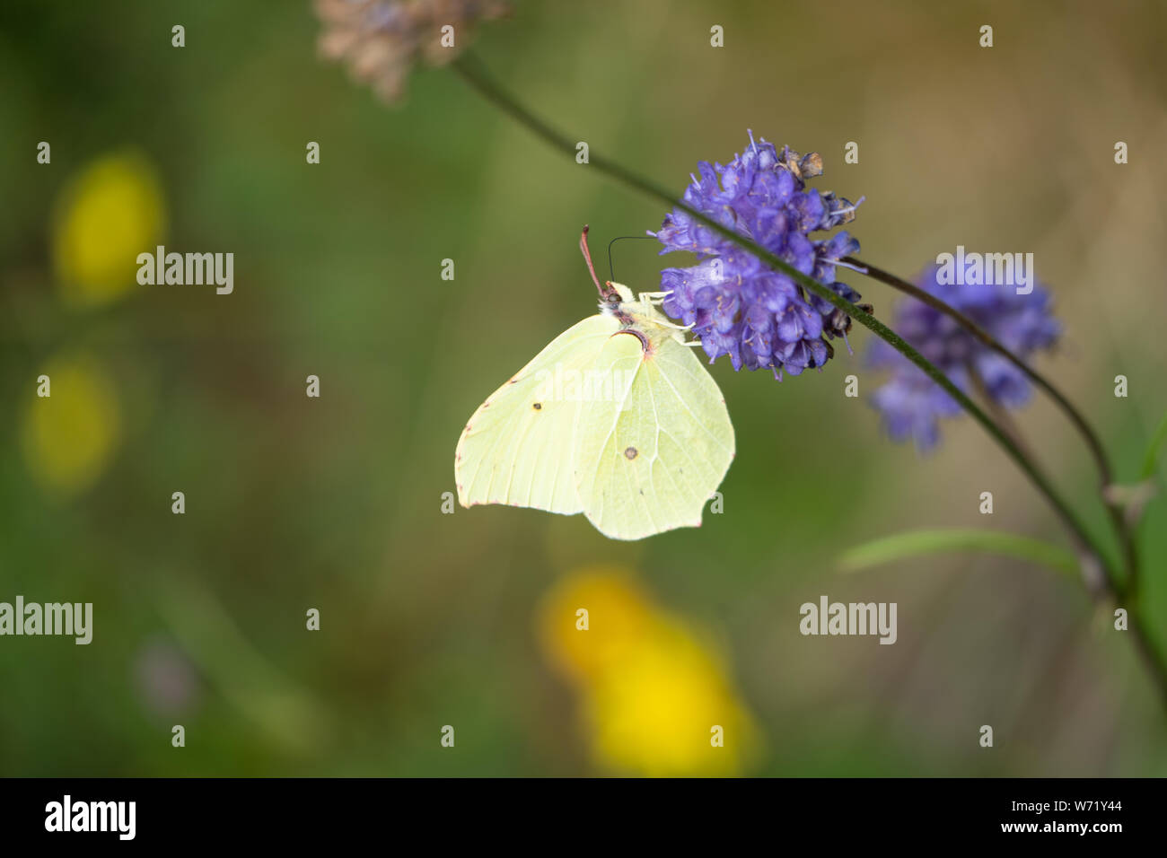 Comune di Brimstone (Gonepteryx rhamni) farfalla su un Devil's-bit scabious (Succisa pratensis) Foto Stock