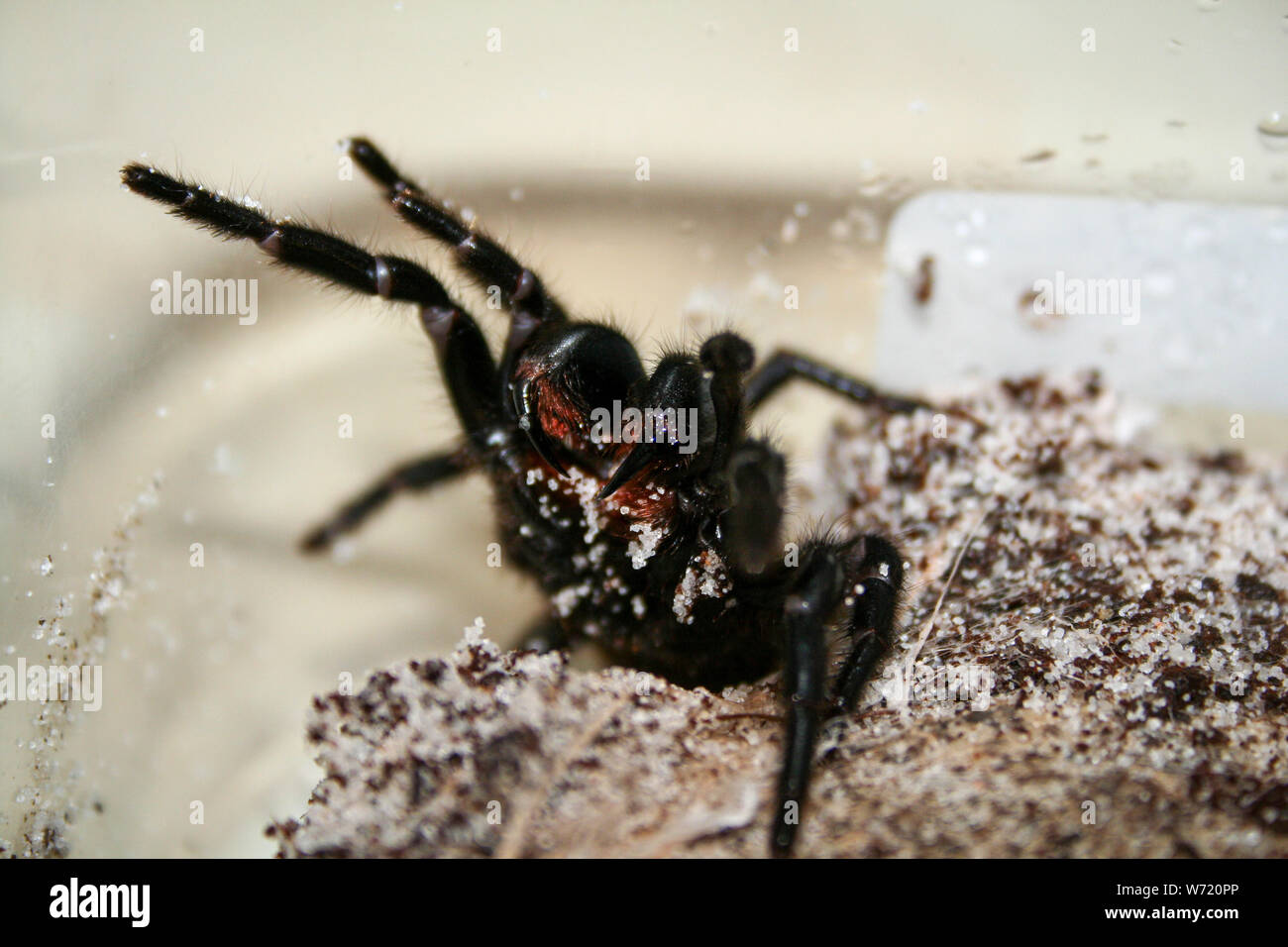 Sydney Funnelweb Spider impennarsi e mostrando zanne Foto Stock