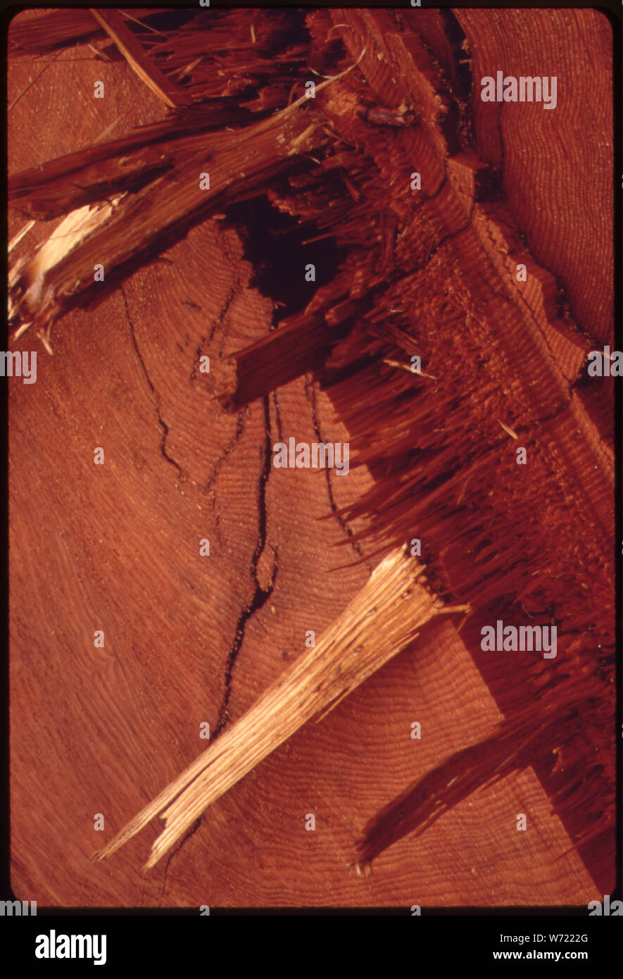 Primo piano di un moncone in una recente Cancella-tagliato a OLYMPIC NATIONAL TIMBERLAND, Washington. Vicino al parco nazionale di Olympic Foto Stock