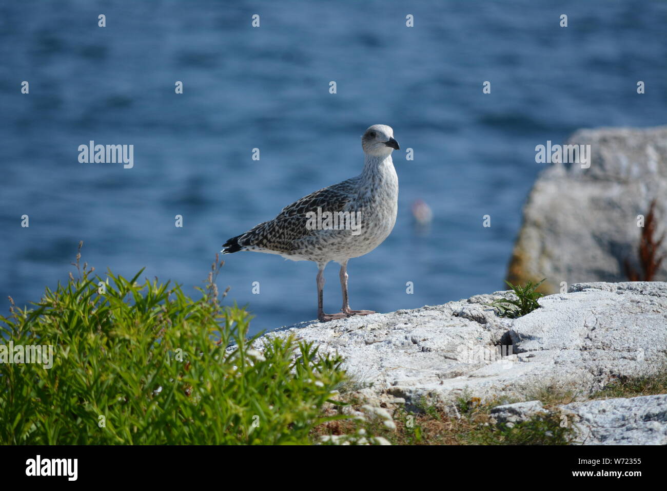 I gabbiani (Gabbiani) su Appledore isola, Isola di barene, Maine Foto Stock