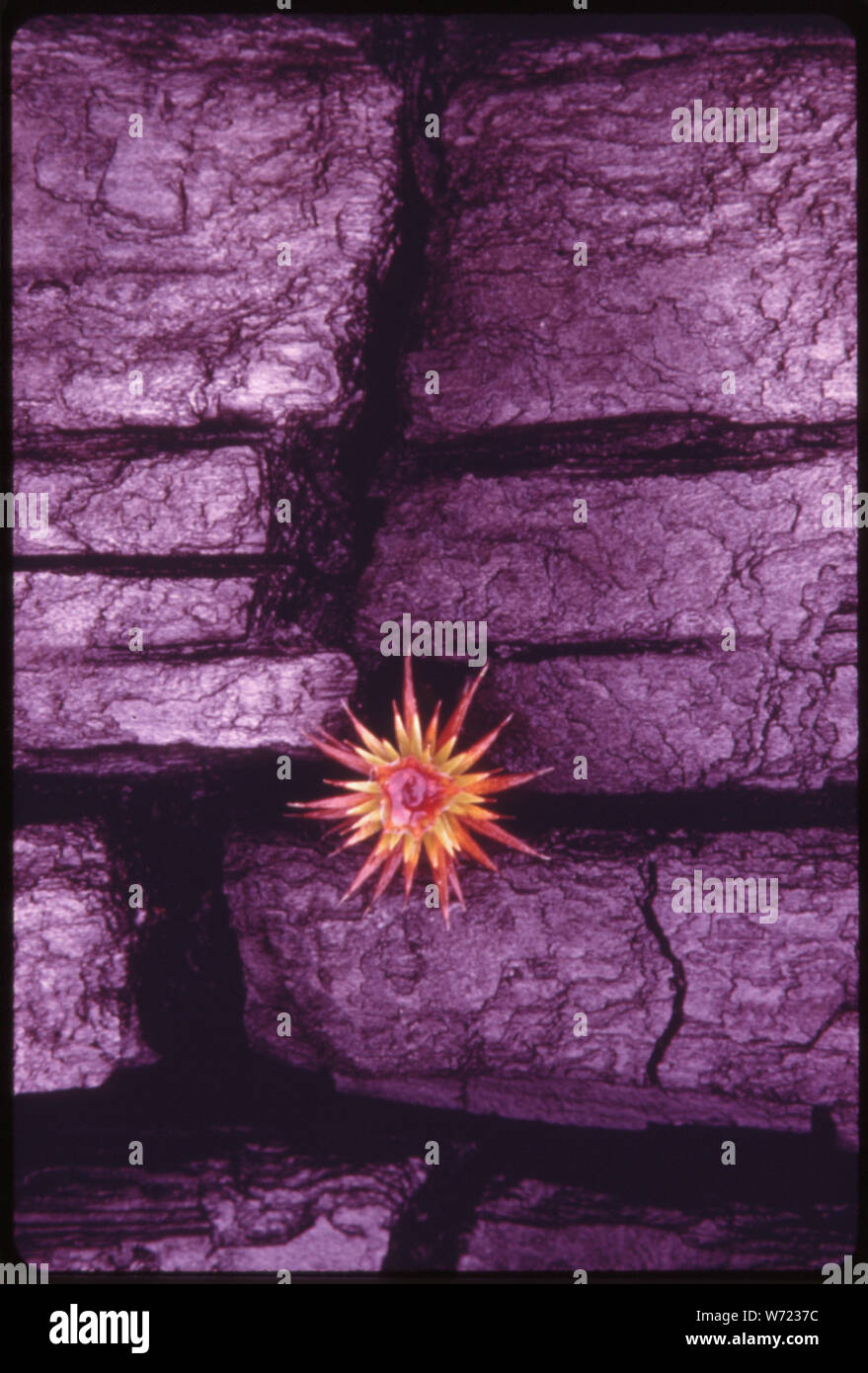 Piantina di conifere che crescono in un olocausto di chiari area della nazionale olimpica TIMBERLAND, Washington. Vicino al parco nazionale di Olympic Foto Stock