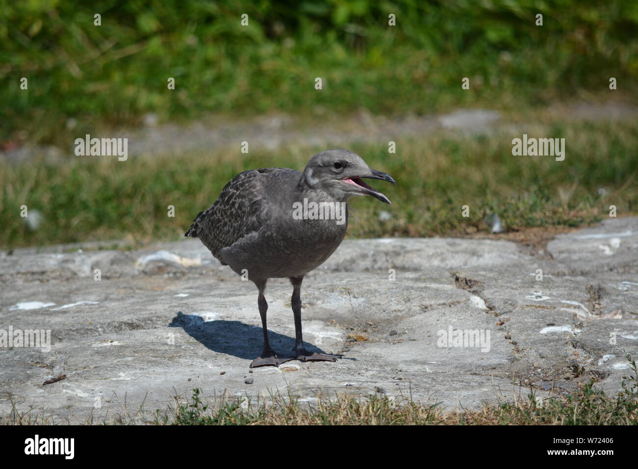 I gabbiani (Gabbiani) su Appledore isola, Isola di barene, Maine Foto Stock