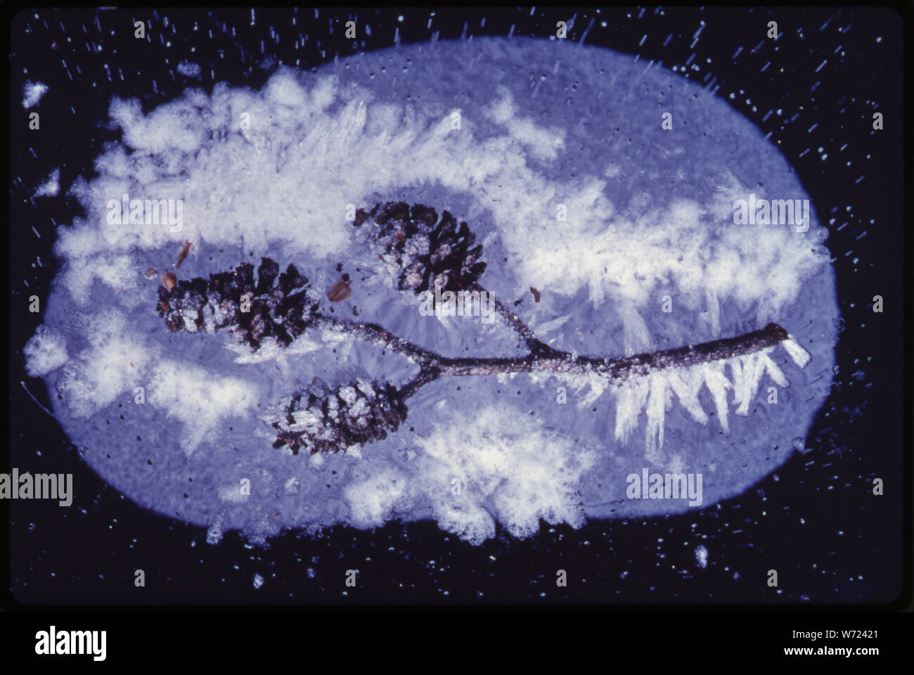 Close-up di Alder amenti sul ghiaccio di stagno Lago Miniera, Washington. Vicino a Seattle, Washington. Dalla protezione ambientale progetto Agencys DOCUMERICA raccolta, in lode di foreste. Per ulteriori immagini vedere la fiche #s 209, 210, 211, 212 e 213. ENTHEOS. Gennaio, 1974. Foto Stock