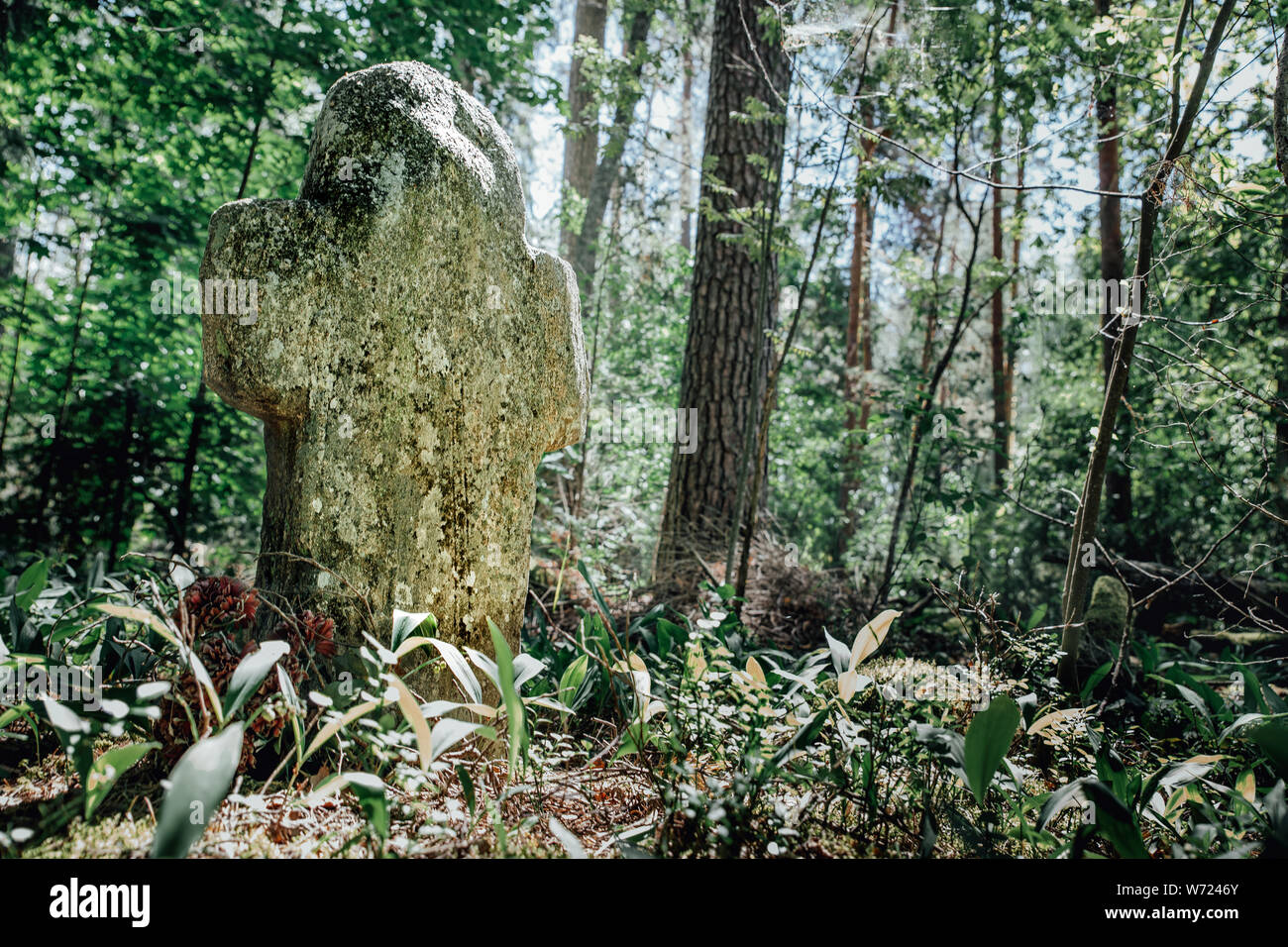 Croce di pietra nella Foresta estate al vecchio cimitero Foto Stock