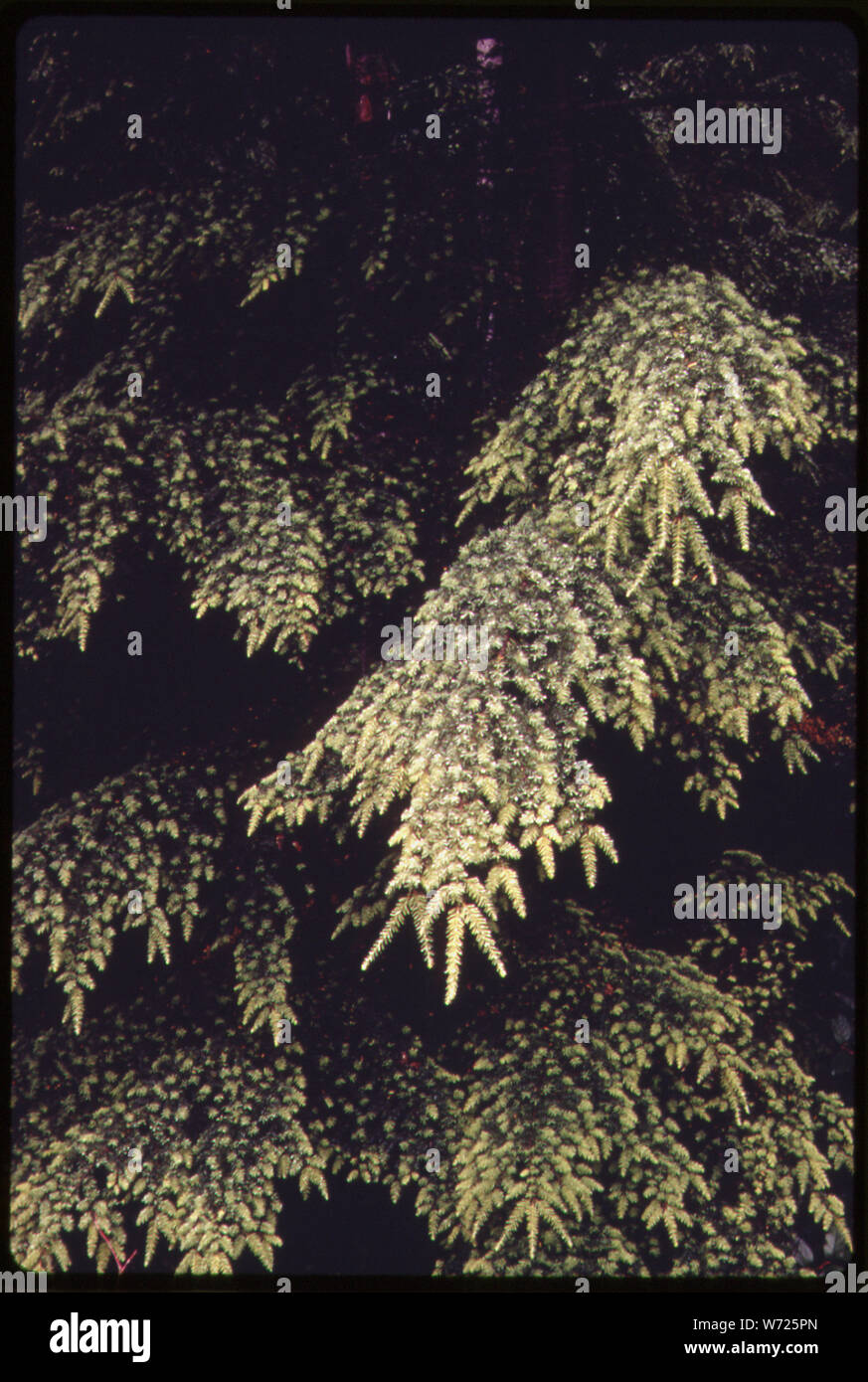 Dettaglio di Hemlock rami con una nuova crescita. Montagna Verde, Washington. Foto scattata vicino a Seattle, Washington. Dalla protezione ambientale progetto Agencys DOCUMERICA raccolta, in lode di foreste. Per ulteriori immagini vedere la fiche #s 209, 210, 211, 212 e 213. Foto Stock