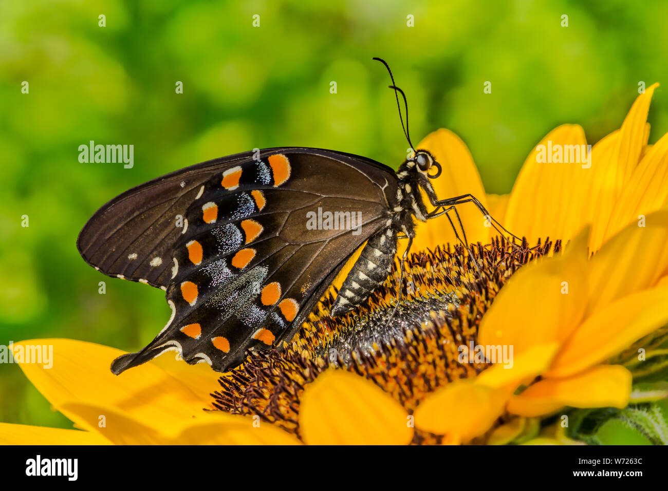 Spicebush coda forcuta farfalla (Papilio troiolo) Foto Stock