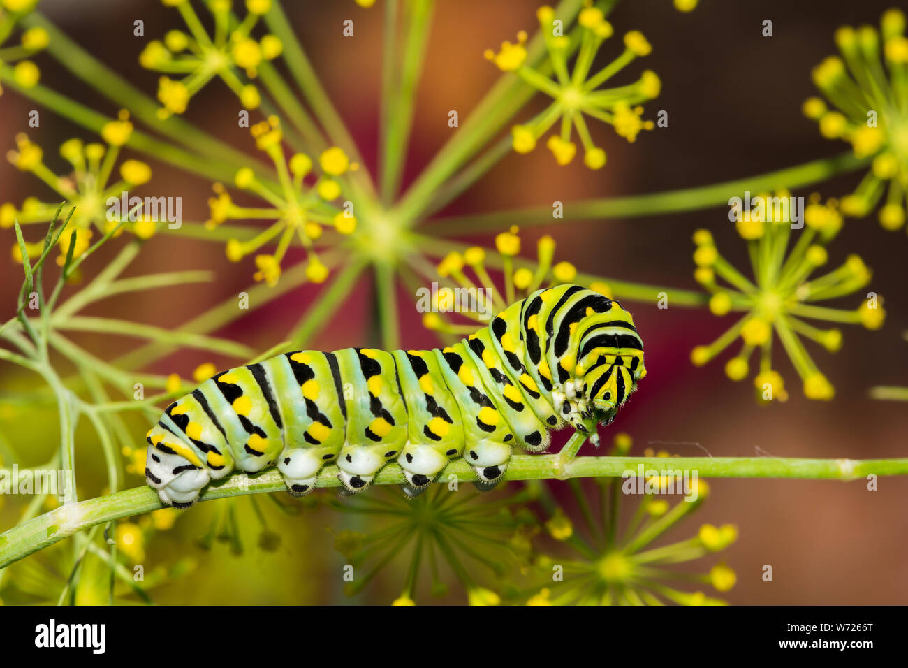 Nero a coda di rondine (Caterpillar Papilio polyxenes) Foto Stock