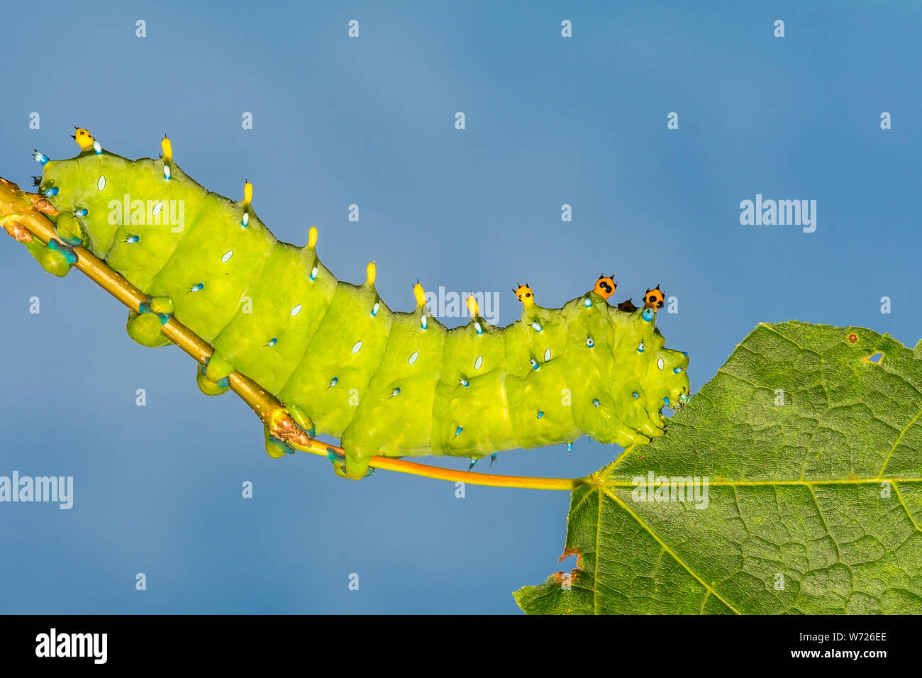 Peltata Moth Caterpillar (Hyalophora peltata) Foto Stock