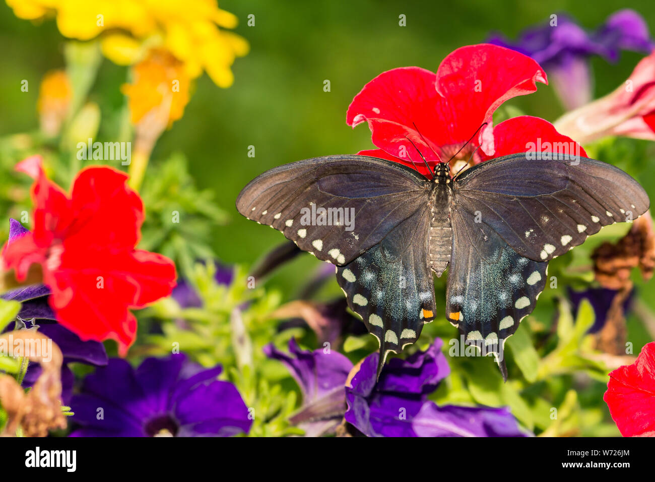 Spicebush coda forcuta farfalla (Papilio troiolo) Foto Stock