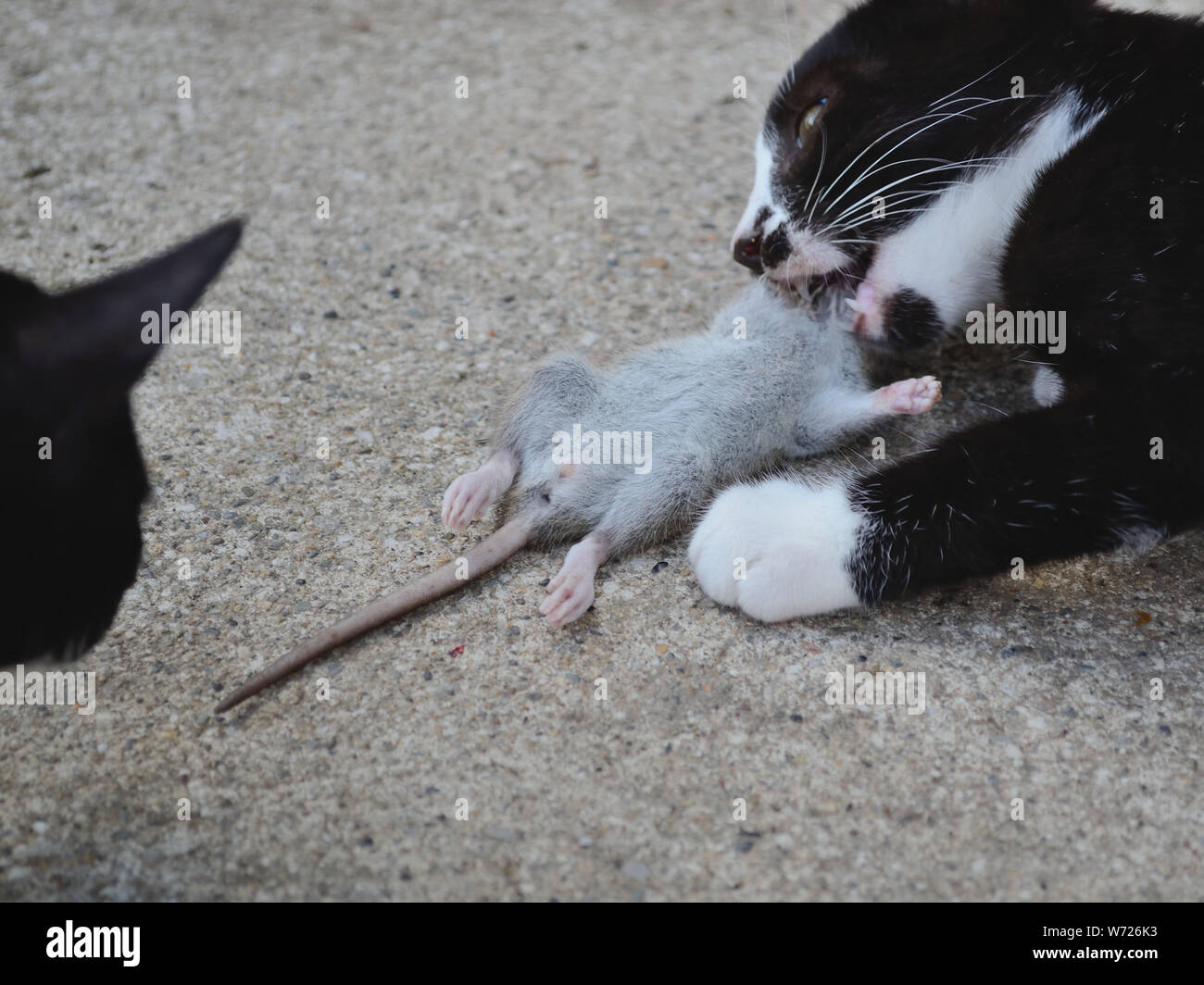 3 mesi gattino mangiare giovane ratto. Catena alimentare animale, Felis catus Foto Stock