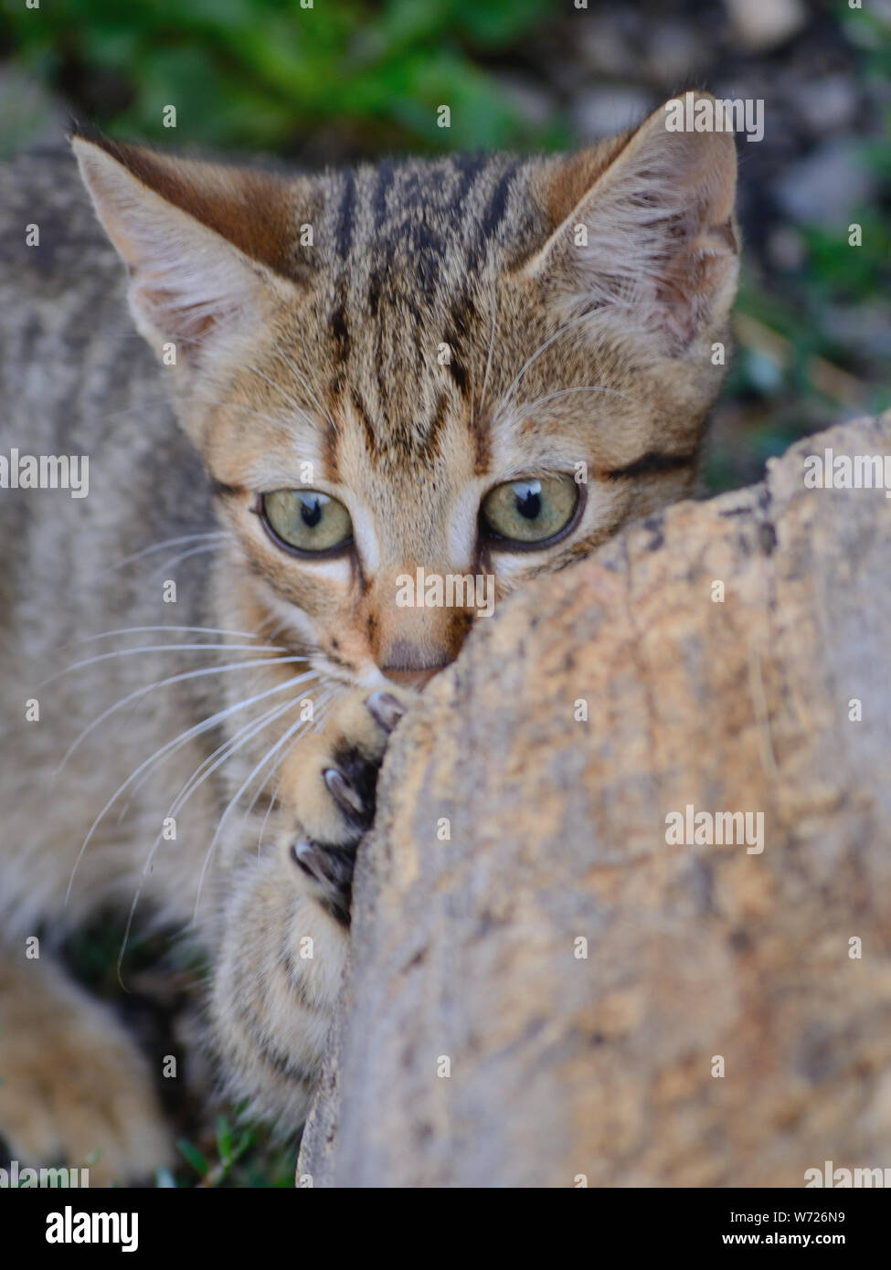 3 mese gattino nascosto dietro un moncone Foto Stock