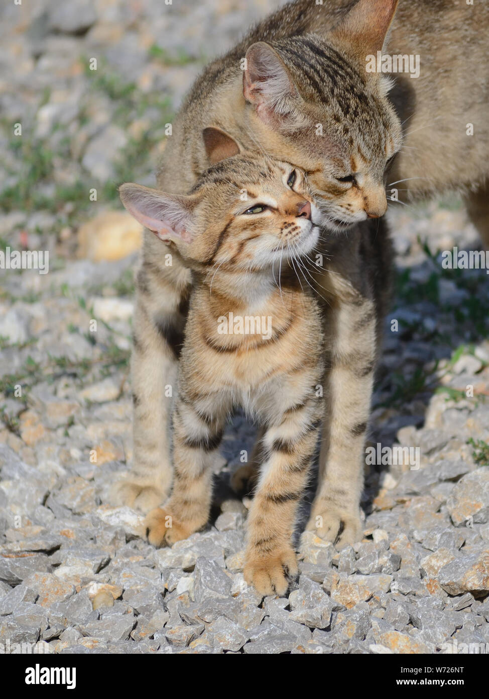 Madre gatta che ama il suo gattino, gatti domestici europei shorthair, gattino con mamma, Felis catus Foto Stock