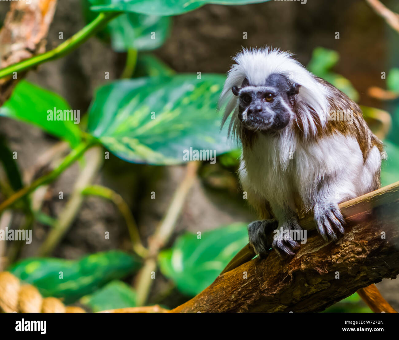 Primo piano di una parte superiore di cotone tamarin monkey seduto su un ramo di albero, specie gravemente minacciate specie animale, tropicali Primate della Colombia Foto Stock