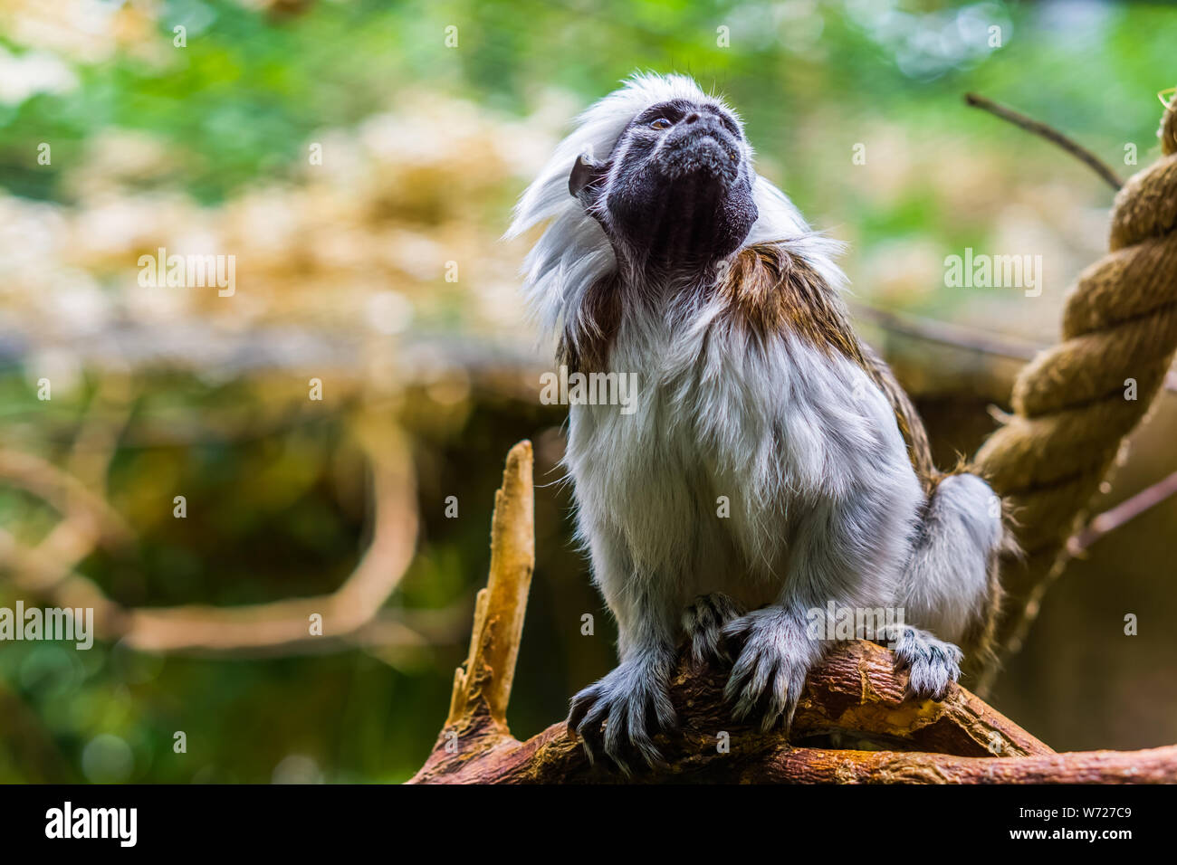 Bella closeup ritratto di un cotone top tamarin scimmia, specie gravemente minacciate specie animale, primati tropicali Foto Stock