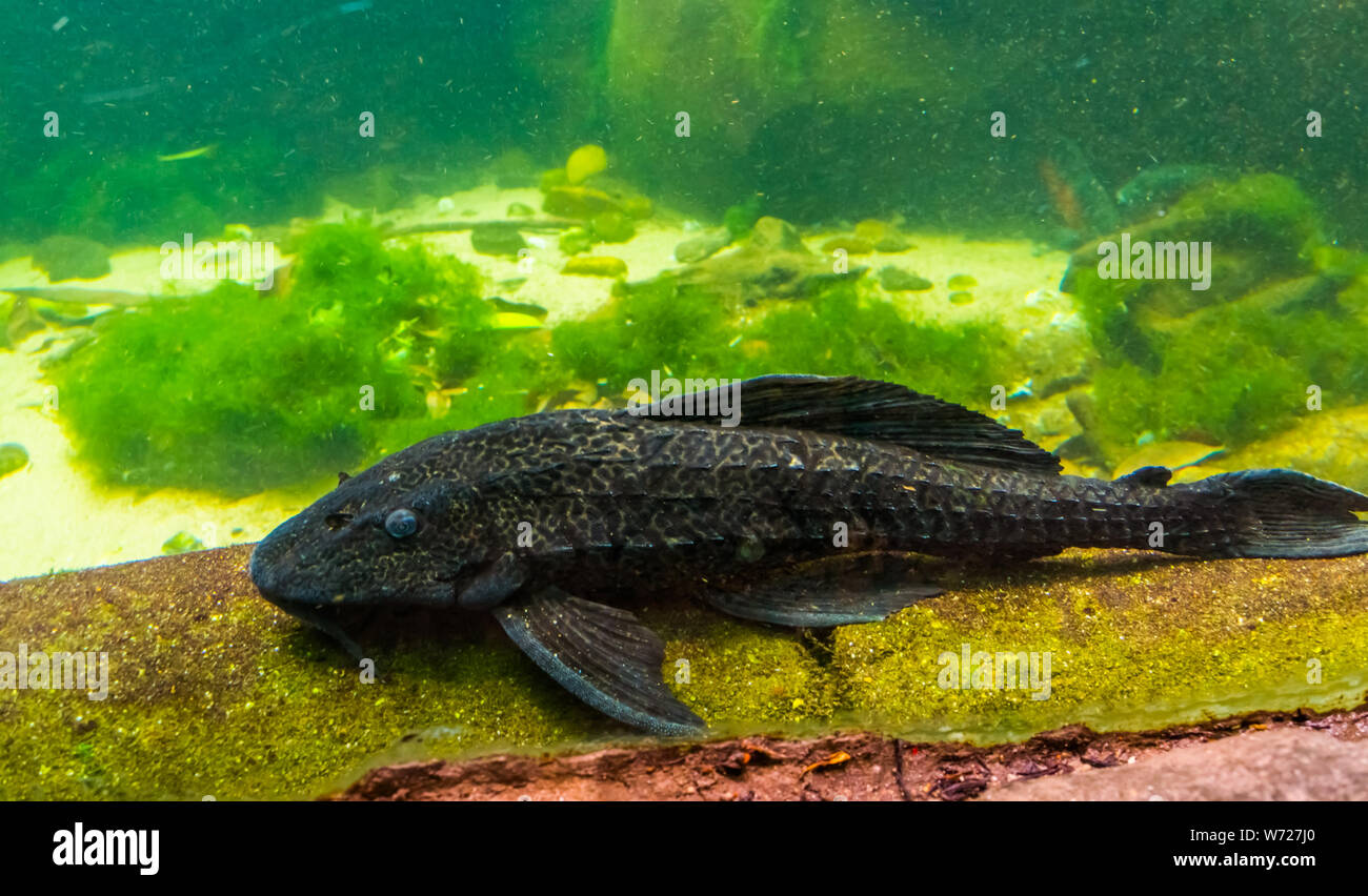 Primo piano di una suckermouthed catfish, popolare spotted pleco per l'acquario tropicale di specie di pesci da America Foto Stock