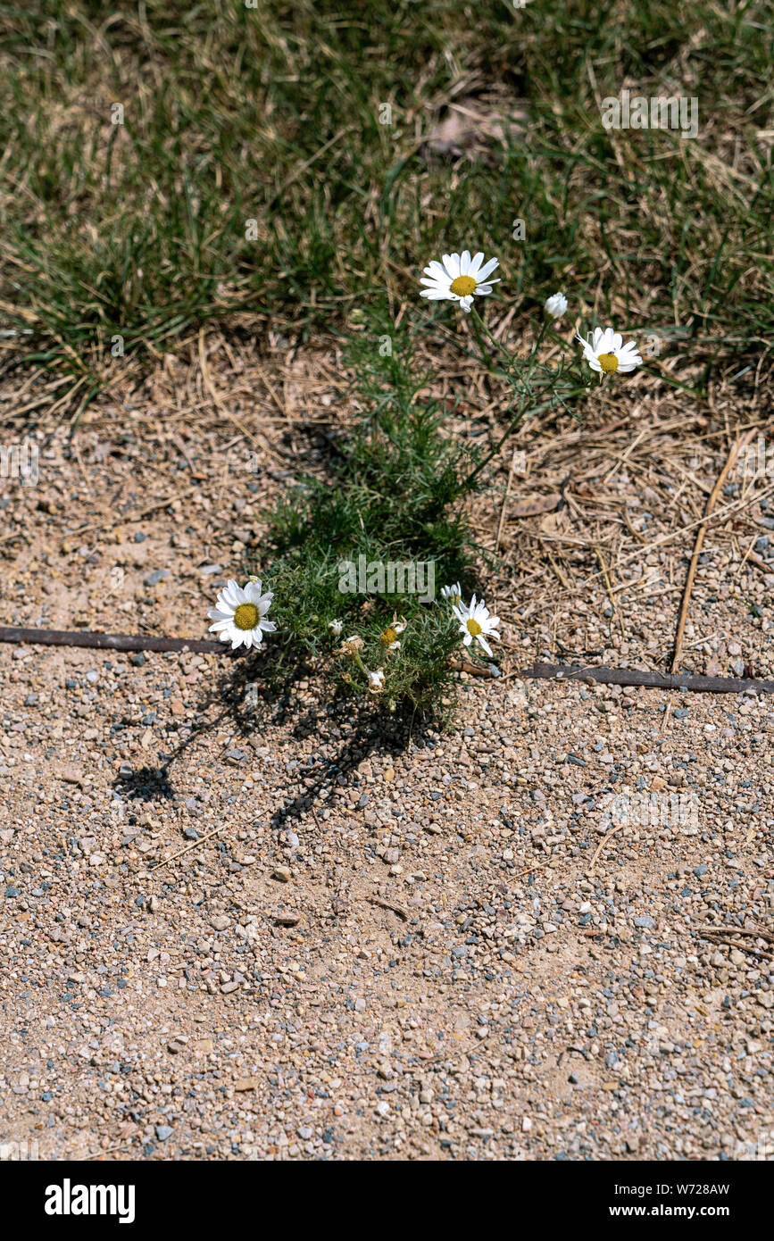 Singola pianta di camomilla e superstite che fiorisce in un arida che circonda su un sentiero sabbioso Foto Stock