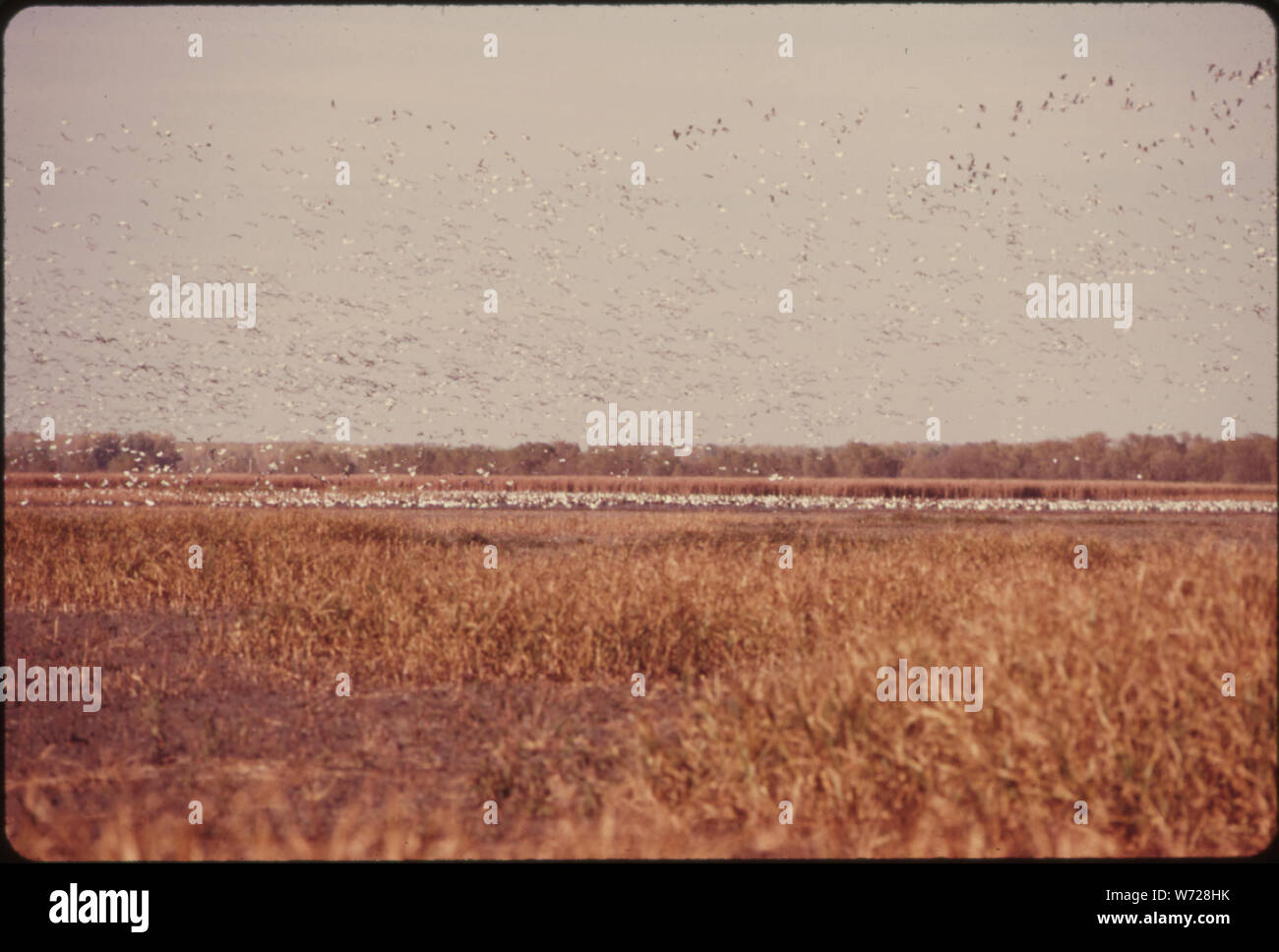 Stormi di oche blu sosta presso la Squaw Creek National Wildlife Refuge vicino a tumulo City, Missouri, all'angolo nord-ovest dello Stato. Il rifugio è di circa 6.000 acri e un importante scalo del Mississippi FLYWAY per la migrazione di uccelli di terra Foto Stock